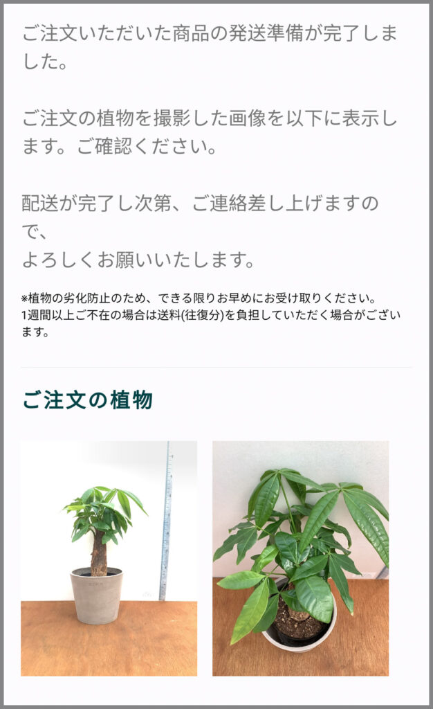 AND PLANTSの注文画像