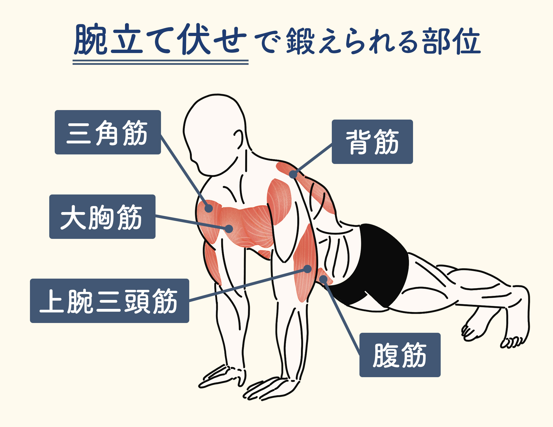 腕立て伏せ（プッシュアップ）の効果的なやり方とは？初心者向けに正しいフォームを解説｜happiness Magazine ハピネスマガジン