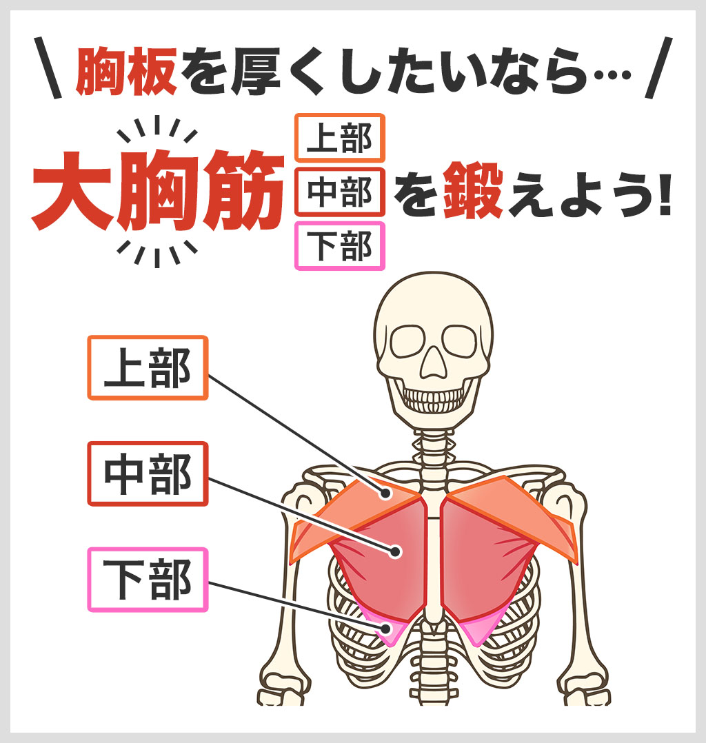 【プロ監修】胸筋の鍛え方6選!初心者でもできる胸板を厚くする筋トレを紹介|HAPPINESS! magazine(ハピネスマガジン)